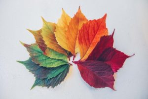 feuille de toutes les couleurs en cercle sur fond gris