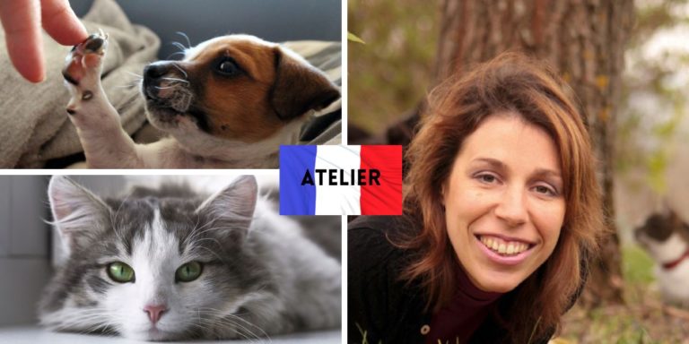 La communication intuitive avec son propre animal (France -Rochefort /17)