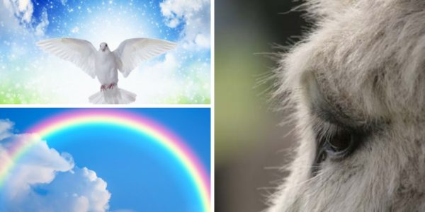 Mini-atelier Le voyage de l'âme animale après sa mort