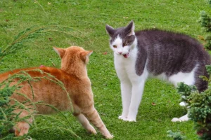 Bagarres & Abcès chez le chat