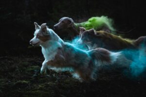 Comment communiquer avec un animal décédé ?
