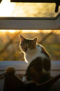 Communication animale avec le chat : comprendre et dialoguer avec son compagnon félin
