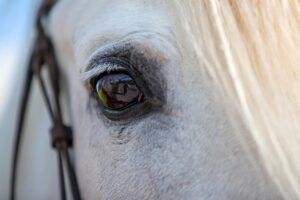 Communication animale avec le cheval : comprendre et renforcer le lien