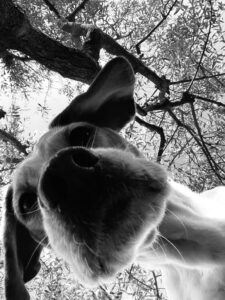 Communication animale : les dangers à connaitre