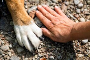Rester motivé dans une formation à distance en communication animale